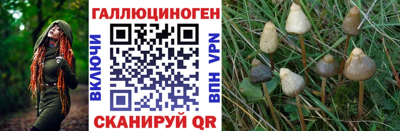 shop Telegram  Кизилюрт  Псилоцибиновые грибы Psilocybine cubensis 