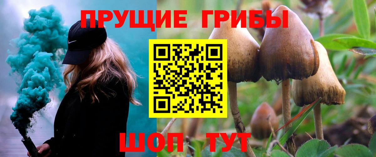 Псилоцибиновые грибы Psilocybe Кизилюрт